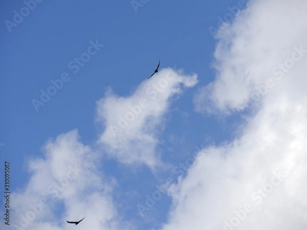 Fototapeta Wide shot of blue and white clouds with two birds flying in the skies