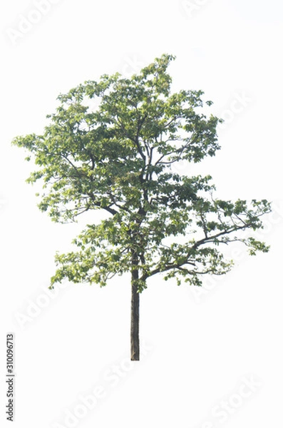 Fototapeta Shrubs, trees isolated from the white background, record the path