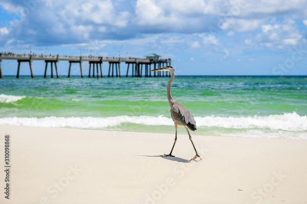 Obraz Great Blue Heron (Ardea herodias) walking on seashore