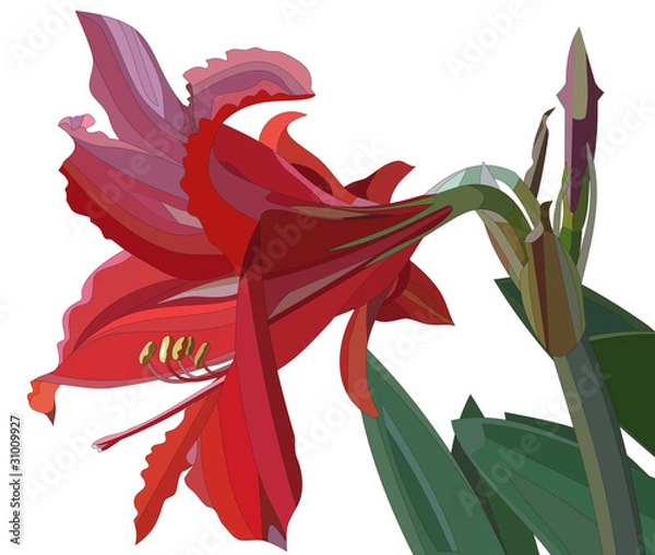 Obraz Amaryllis