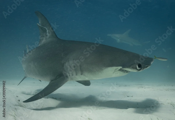 Fototapeta Great Hammerhead sharks off of Bimini, Bahamas