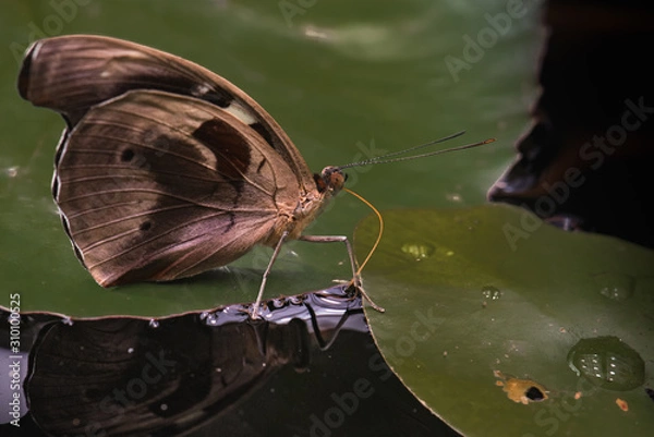 Obraz Butterfly taking a drink macro