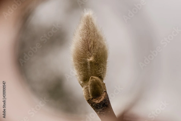 Obraz Magnolia bud with tan background