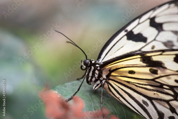 Obraz White butterfly macro