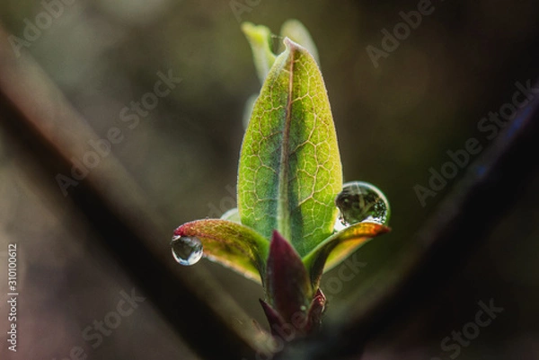 Obraz Bud with water droplets