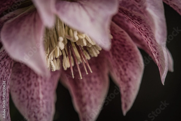 Obraz pink hellebores closeup