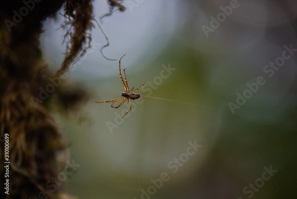 Obraz Spider spinning his web isolated with bokeh background