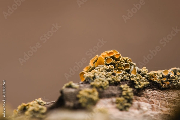 Obraz Lichen growing on rock