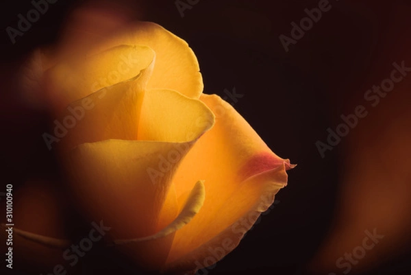 Obraz Yellow rose with dark background