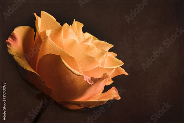Obraz Yellow rose with dark background
