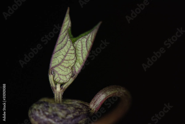 Obraz Bean sprout emerging with black background