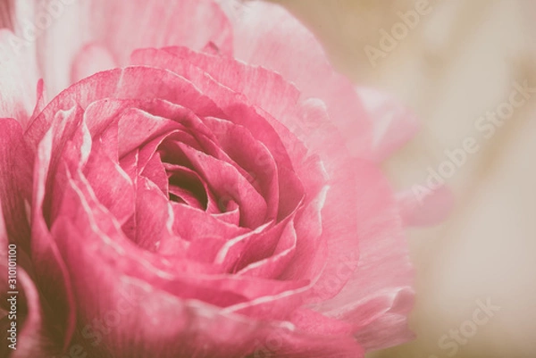 Obraz Pink runnunculus with soft edges