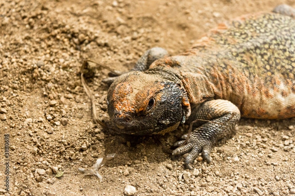 Obraz lizard