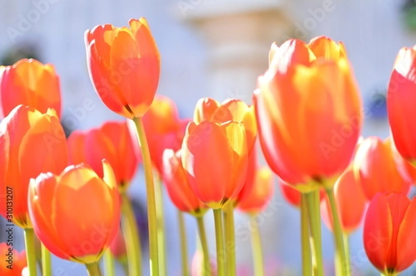 Obraz チューリップ畑