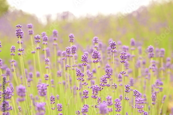 Obraz ラベンダー