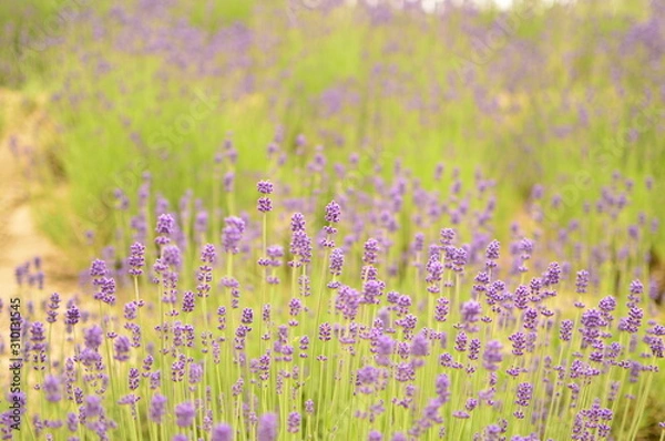 Obraz ラベンダー畑②