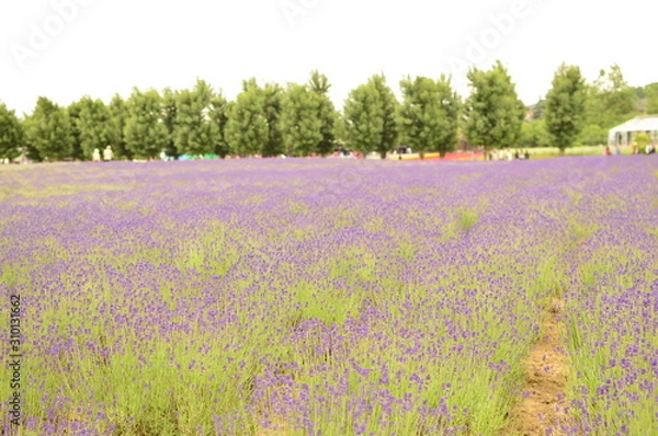 Obraz 北海道ラベンダー畑