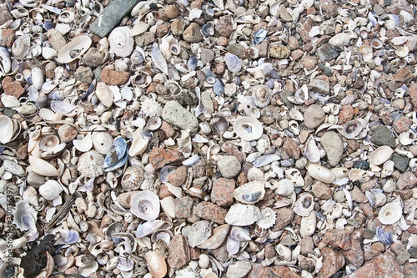 Fototapeta Crushed Shell Bacground