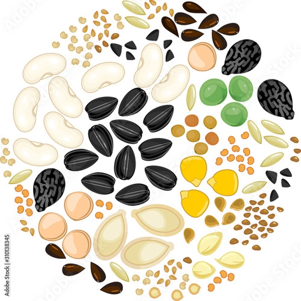 Obraz Set of different vegetable plant seeds isolated on white background