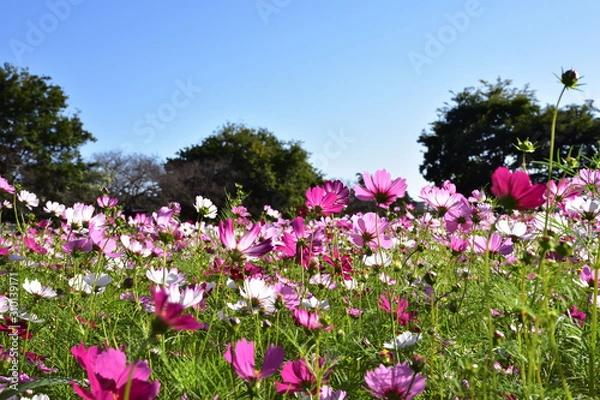 Fototapeta コスモス畑