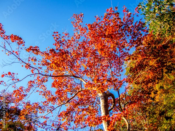 Obraz 【静岡県伊豆】修禅寺「東海第一園」日本庭園の風景【秋】