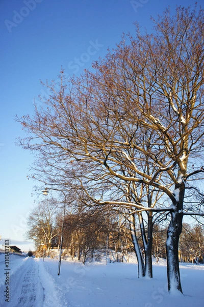 Fototapeta bright sunny winter path with snow and trees