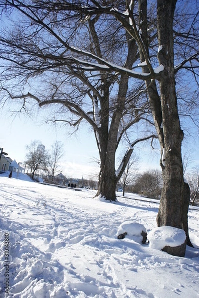 Fototapeta trees and dried branches in the winter 