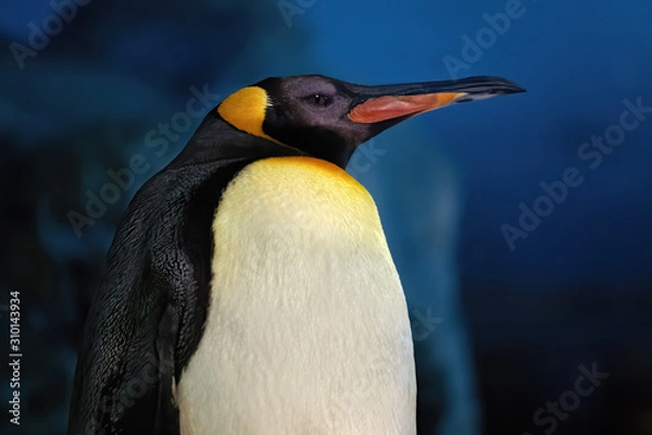 Obraz Emperor penguin on the frosty antarctic night