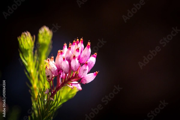 Obraz Fynbos vegetation with a close up of a pink Erica with black background, Western Cape, South Africa
