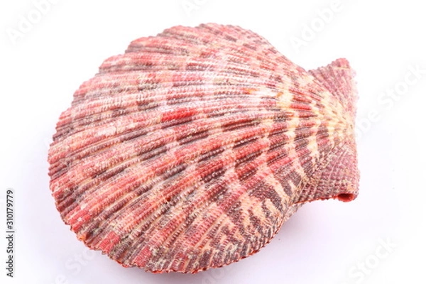 Obraz sea shell isolated on white