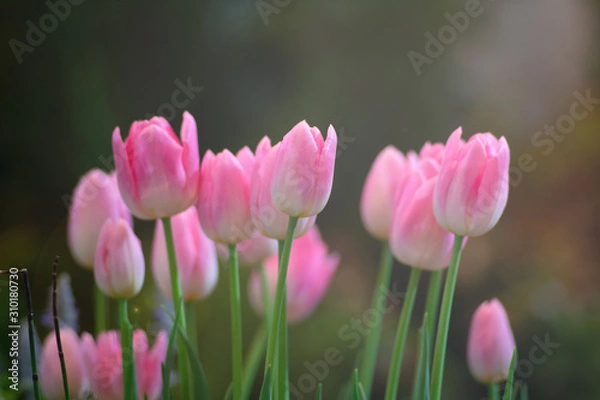 Fototapeta Colorful of tulips flowers against sunlight as floral background