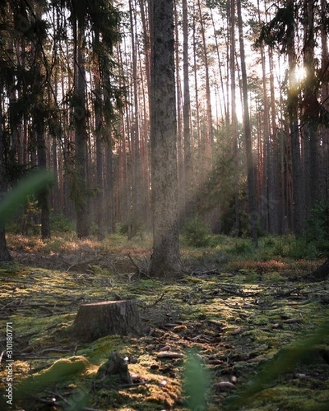 Obraz Wald herbst Sonnenstrahlen