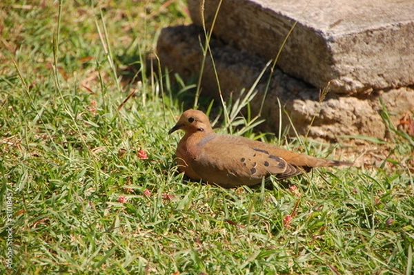 Obraz Tourterelle à queue carrée