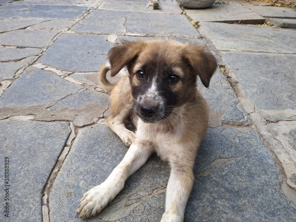 Obraz The cute puppy.