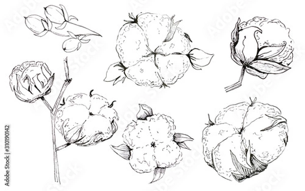 Obraz Hand drawn Christmas plants.