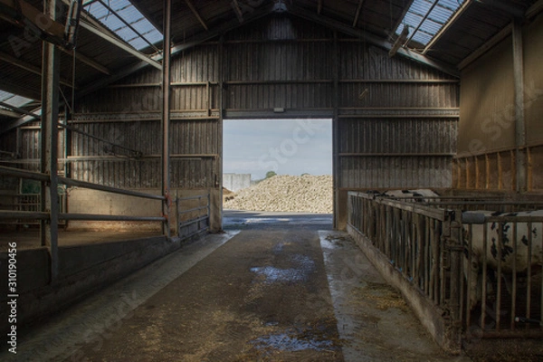 Obraz private livestock farm with cows and bulls on a farm in Holland. Meat and dairy production in Europe.