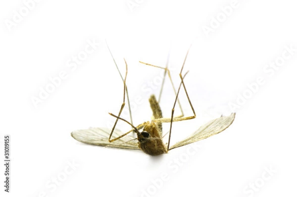 Obraz Dead Mosquito Macro