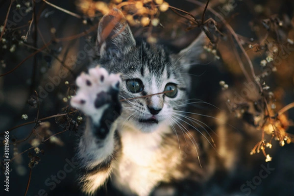 Obraz kitten cat waves at sunset