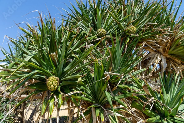 Fototapeta Australian pandanus grows on a palm tree with green leaves