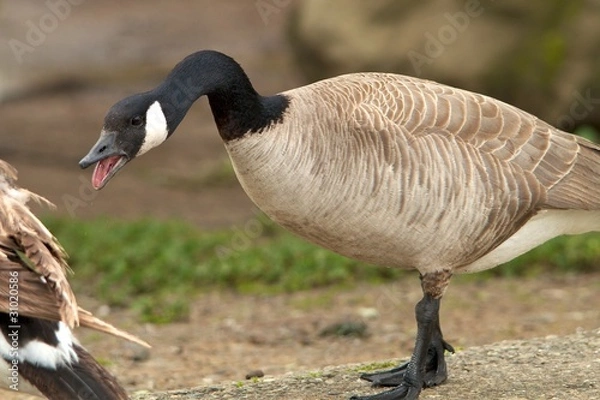 Obraz Irate Goose