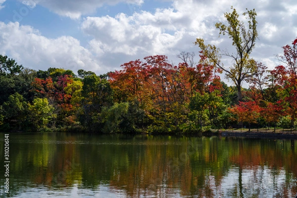 Fototapeta 秋の服部緑地・山ヶ池の風景