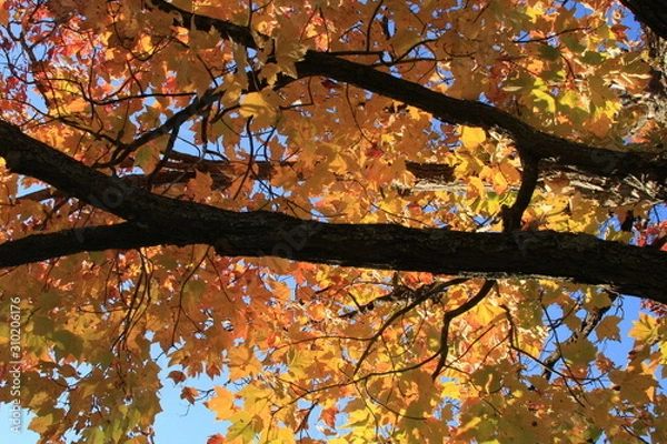 Obraz Golden Leaves on Tree