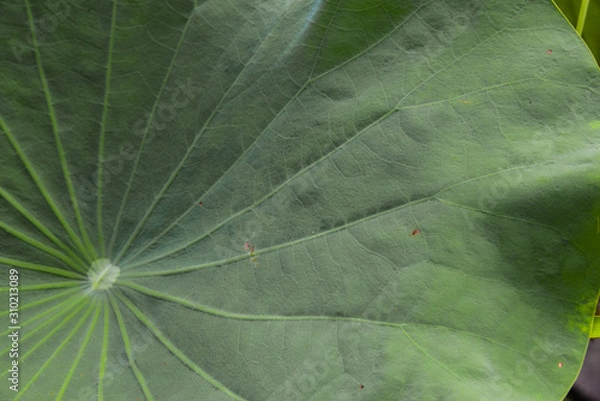 Fototapeta closeup of lotus green leaf