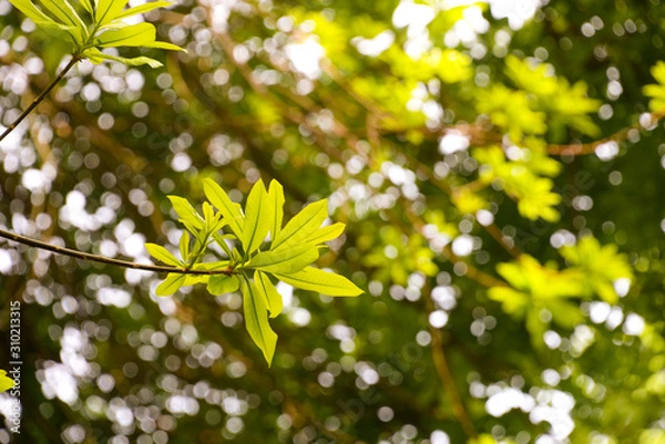 Fototapeta light green leaves on tree