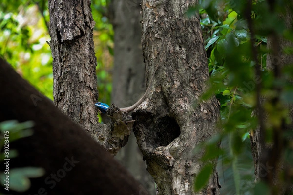 Fototapeta lizard on tree