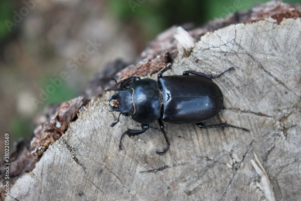 Fototapeta Black beetle on a stump close up