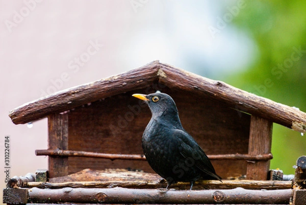 Fototapeta Amsel im Winter