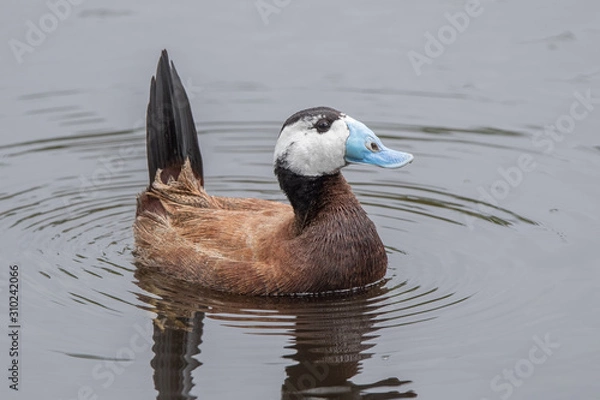 Obraz White Headed Duck
