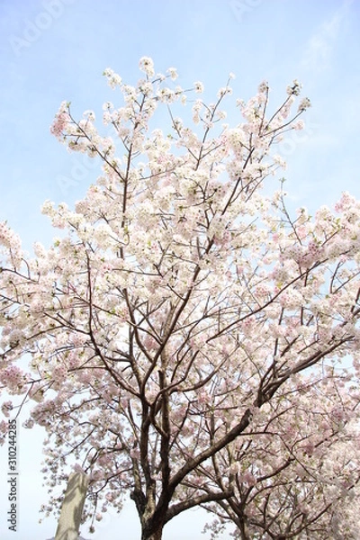 Fototapeta サクラ