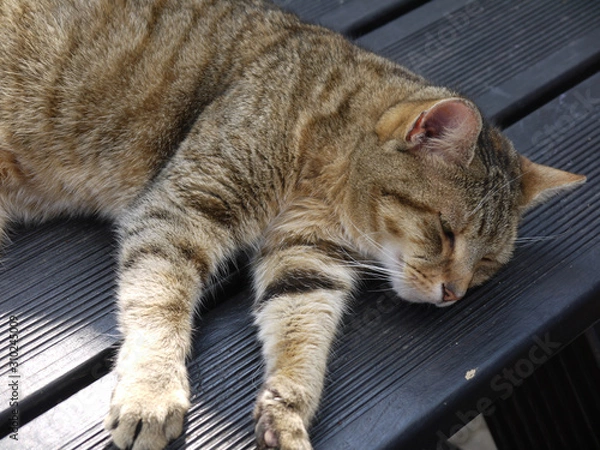 Obraz schlafende katze